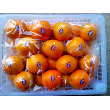 Köstliche Frucht erste Qualität Nabel Orange
